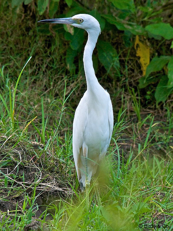 Aigrette bleue