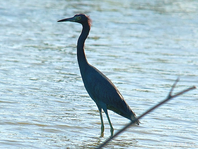 Aigrette bleue