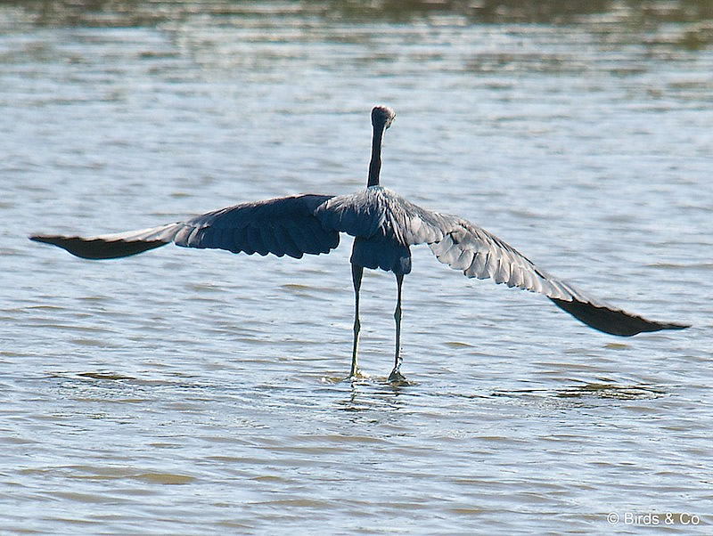 Aigrette bleue