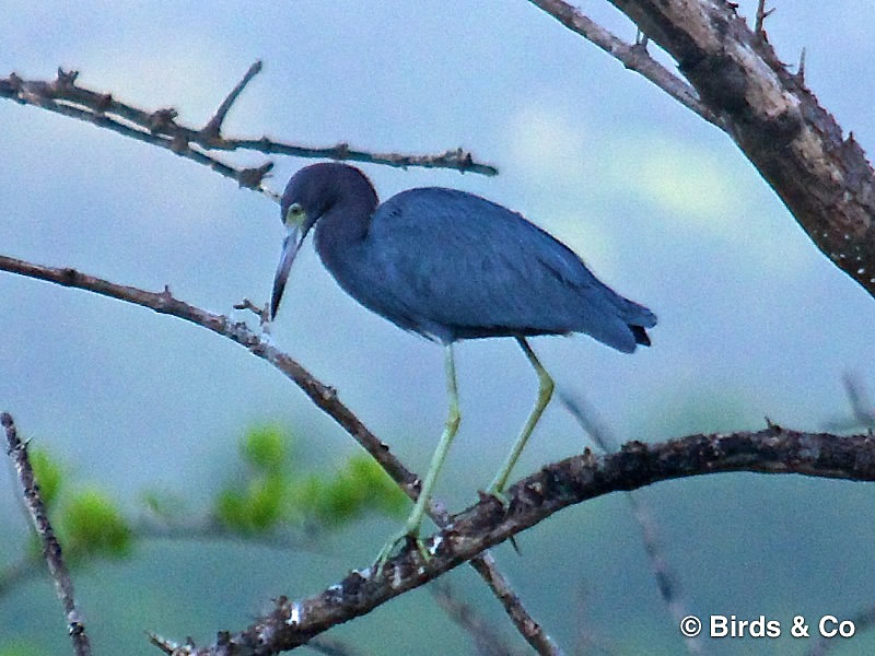 Aigrette bleue