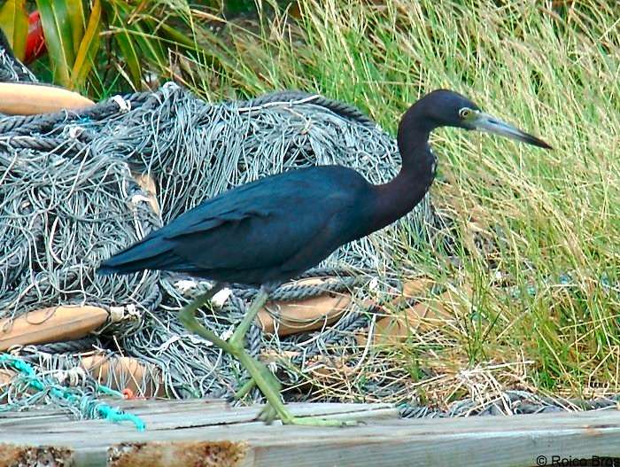 Aigrette bleue