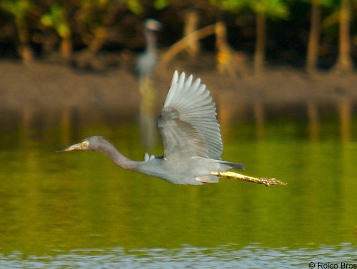 Aigrette bleue