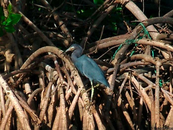 Aigrette bleue