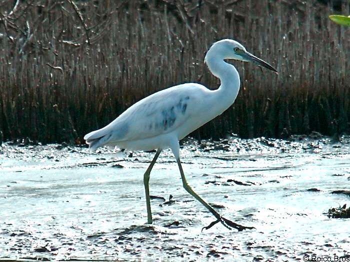 Aigrette bleue