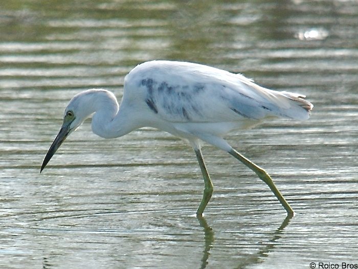 Aigrette bleue