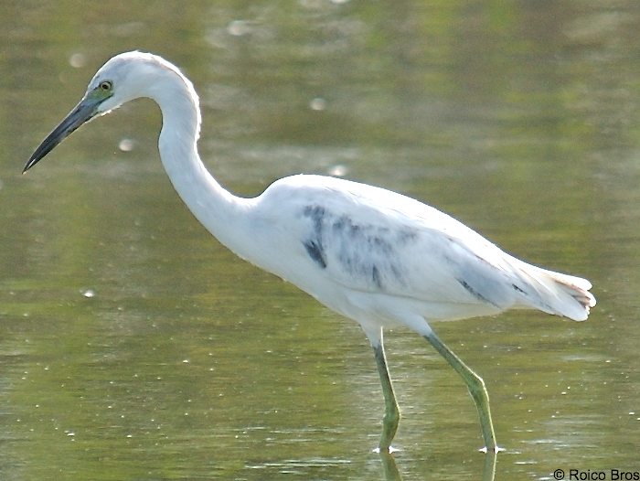 Aigrette bleue