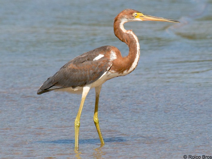 Aigrette tricolore