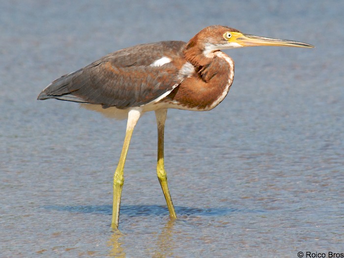 Aigrette tricolore