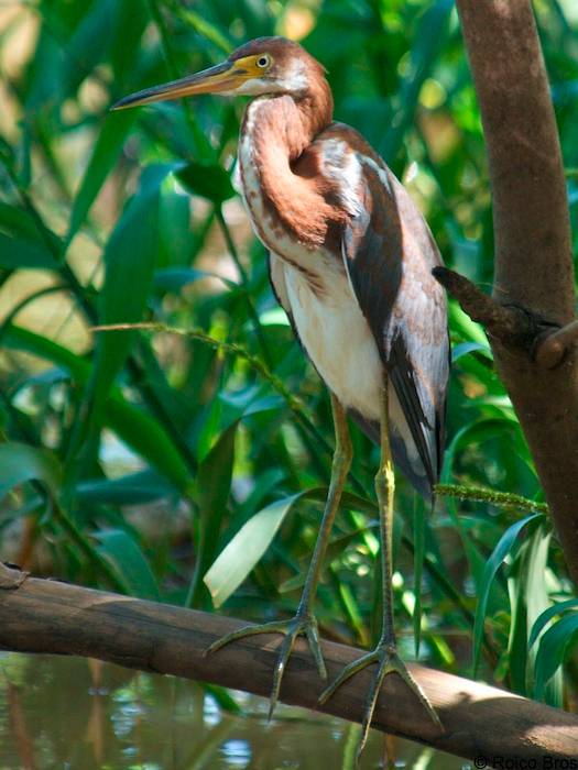 Aigrette tricolore