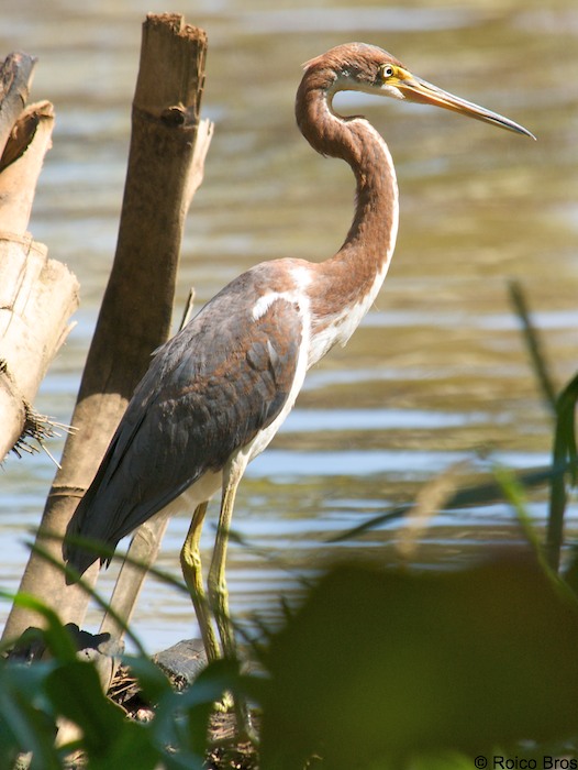 Aigrette tricolore