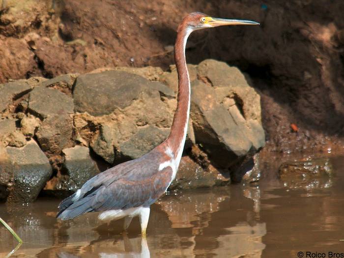 Aigrette tricolore