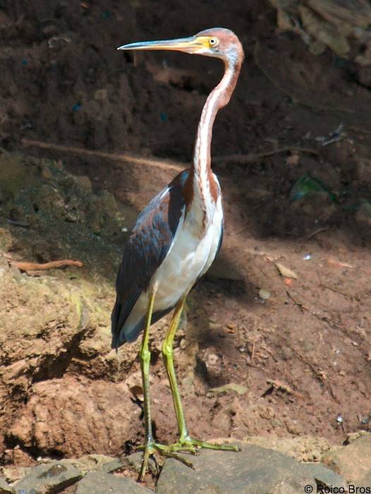 Aigrette tricolore