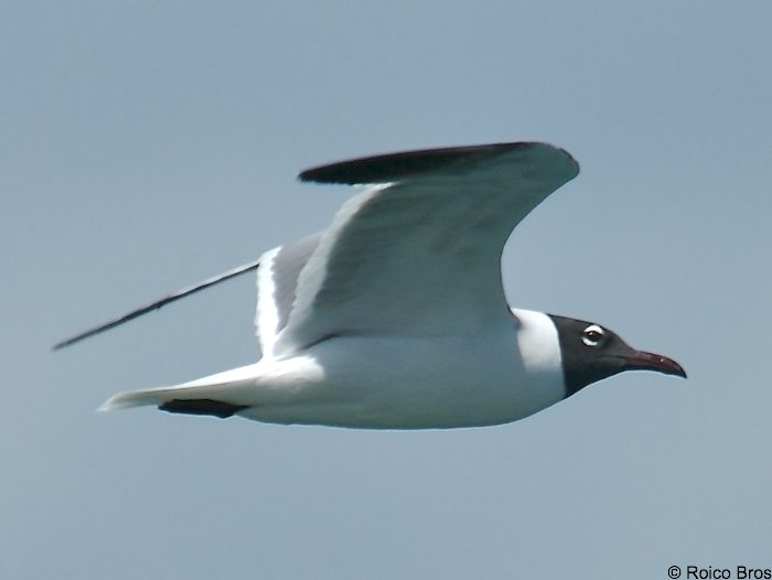 Mouette Atricille