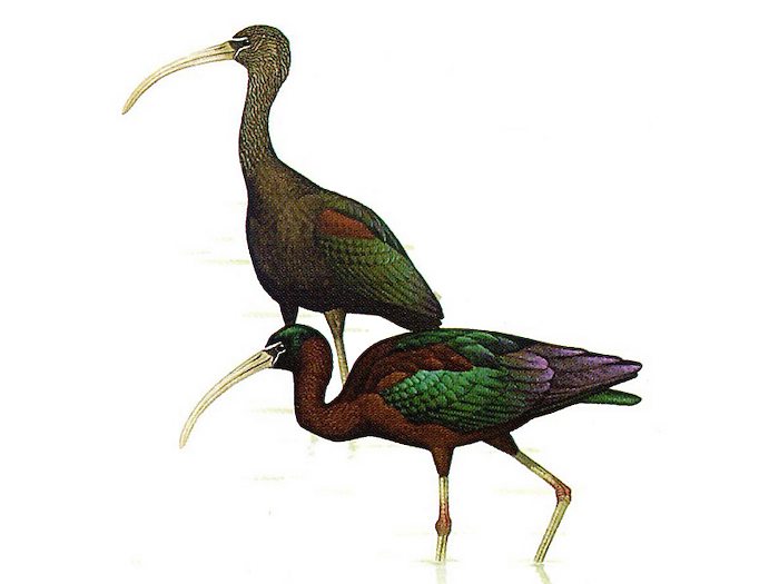 Ibis