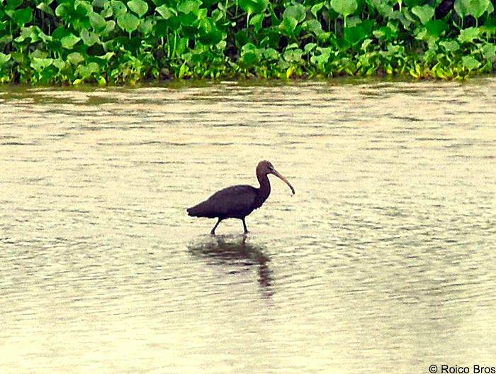 Ibis