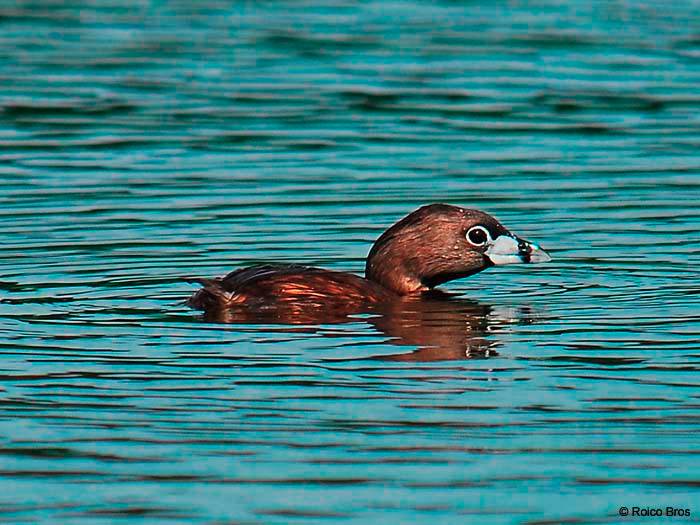 Plongeon