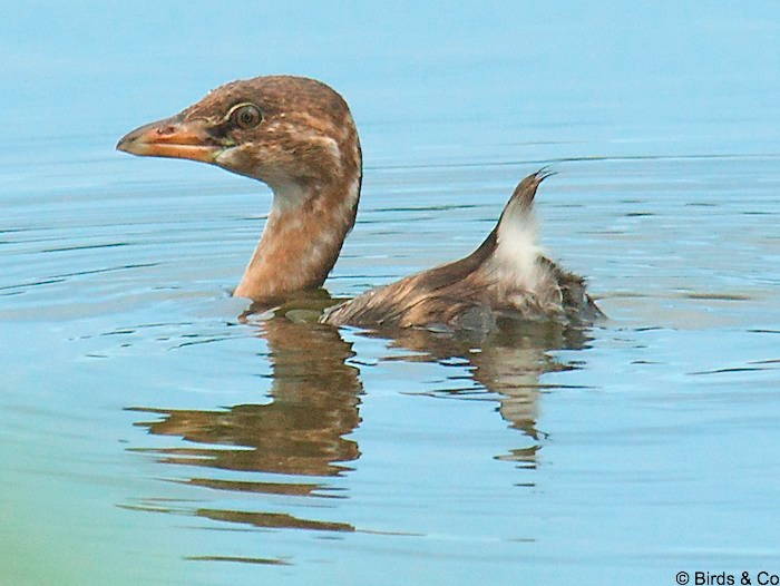 Plongeon