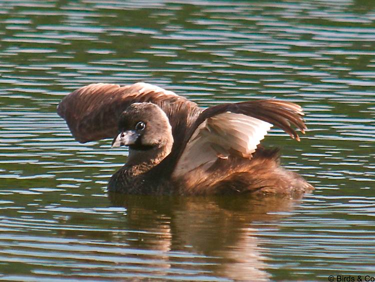 Plongeon