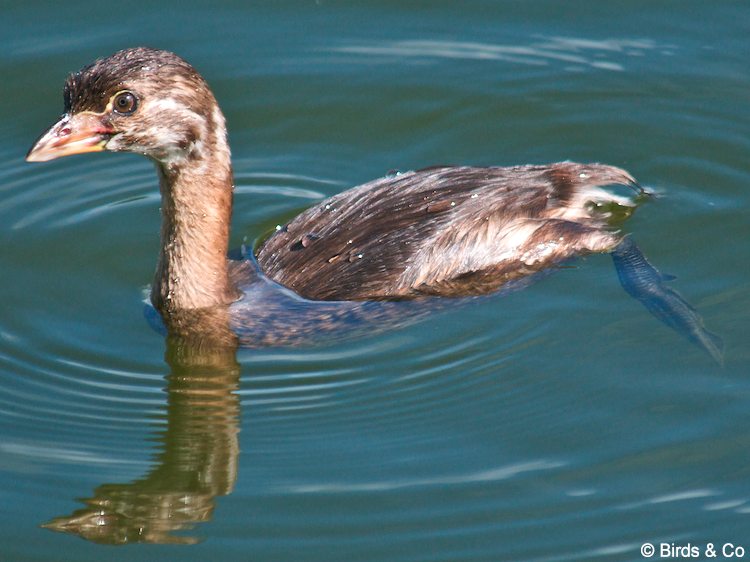 Plongeon