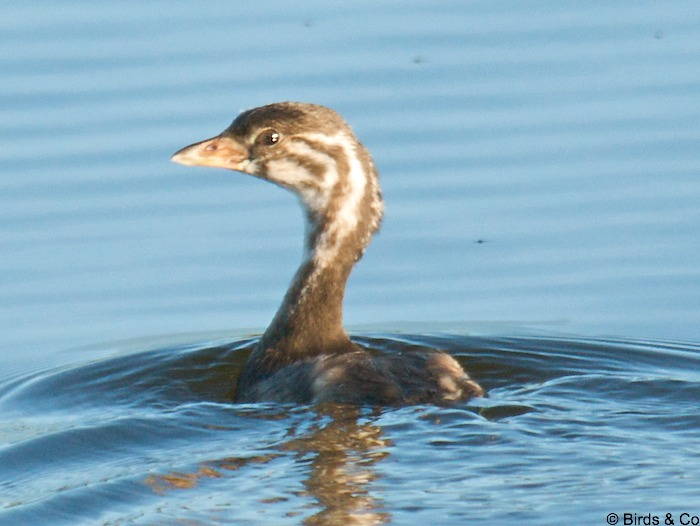 Plongeon