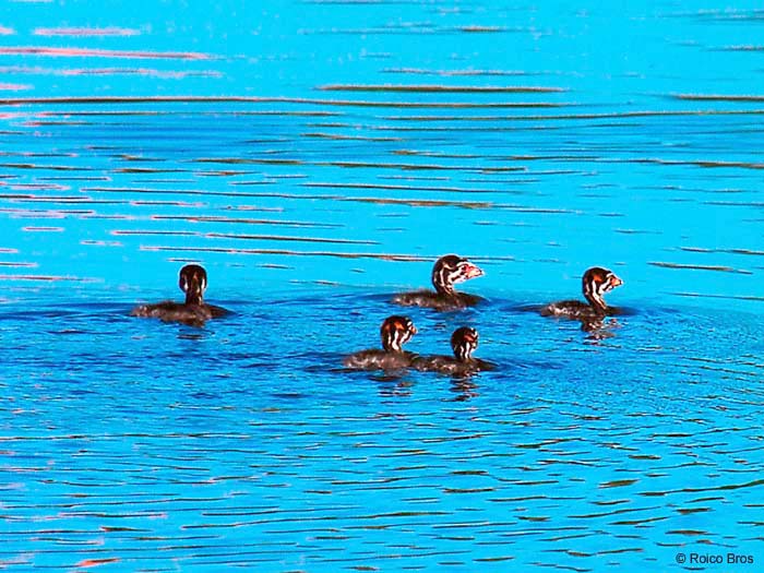 Bébé Plongeon