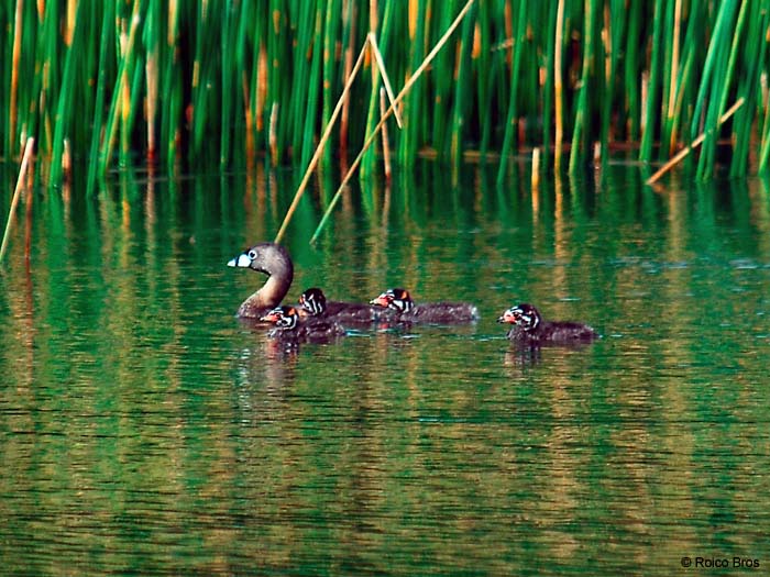 Bebe Plongeon