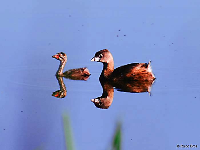 Bébé Plongeon