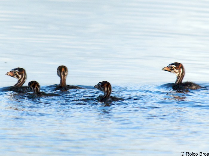 Bébé Plongeon