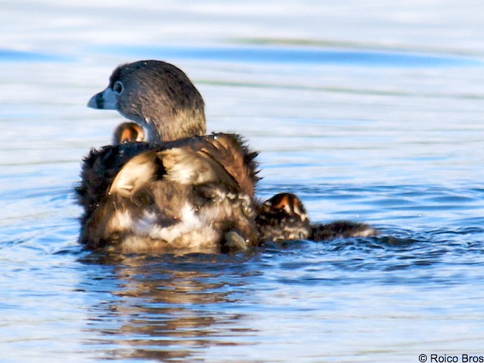 Bébé Plongeon