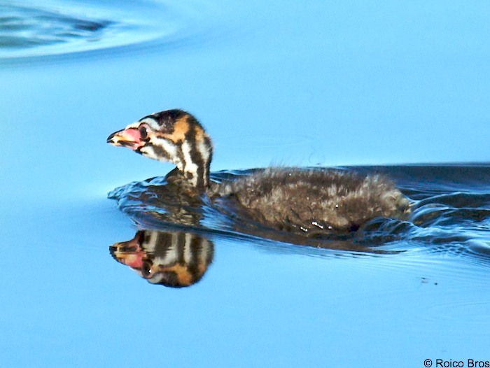 Bébé Plongeon