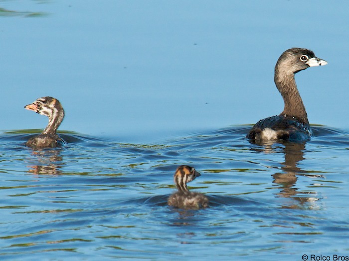 Bébé Plongeon