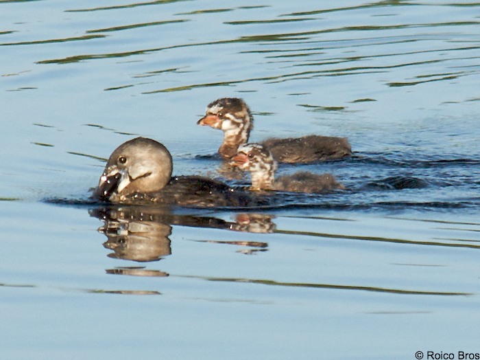 Bébé Plongeon