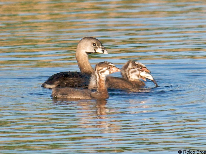 Bébé Plongeon