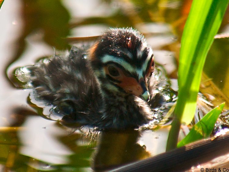 Bébé Plongeon