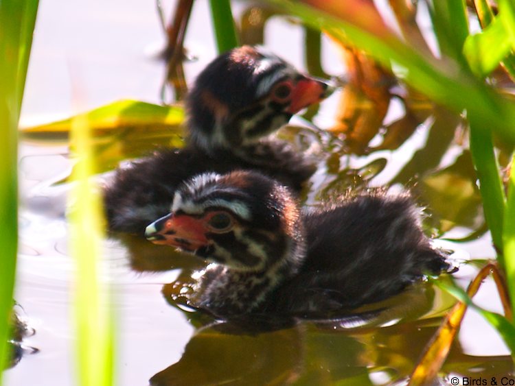 Bébé Plongeon