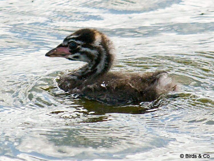 Bébé Plongeon