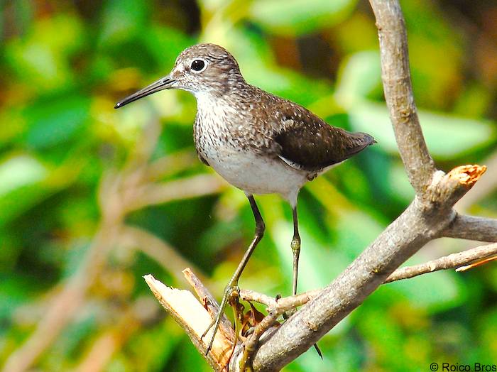 Chevalier pied-vert