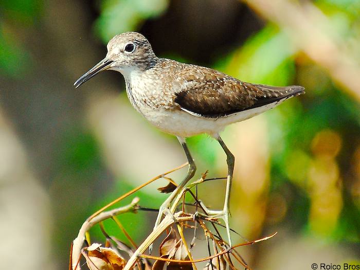 Chevalier pied-vert