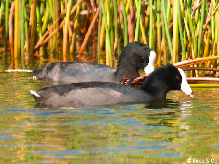 Poule d'eau à cachet blanc