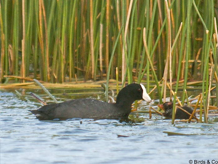 Poule d'eau à cachet blanc