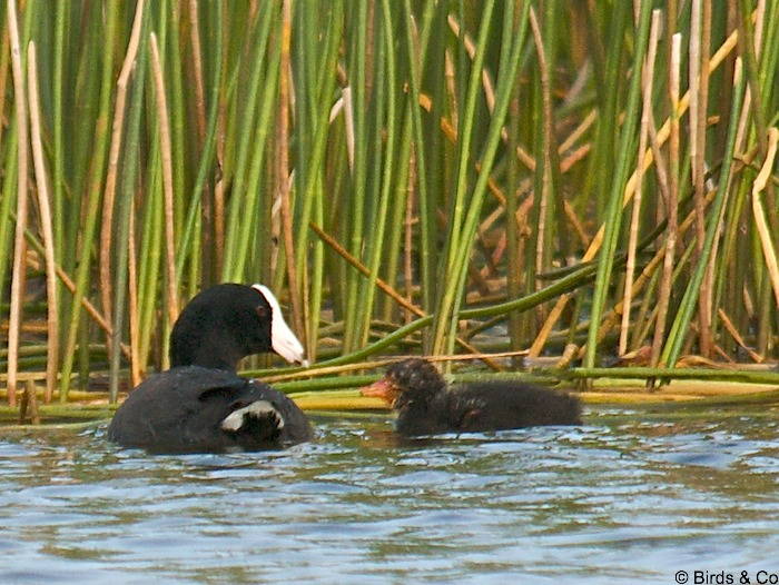 Poule d'eau à cachet blanc