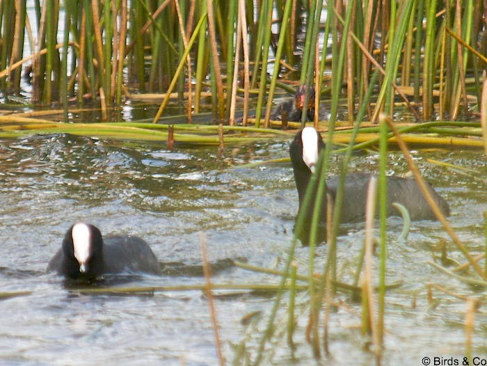 Poule d'eau à cachet blanc