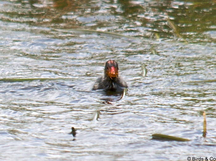 Poule d'eau à cachet blanc