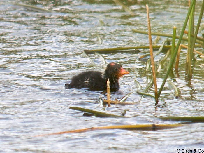 Poule d'eau à cachet blanc