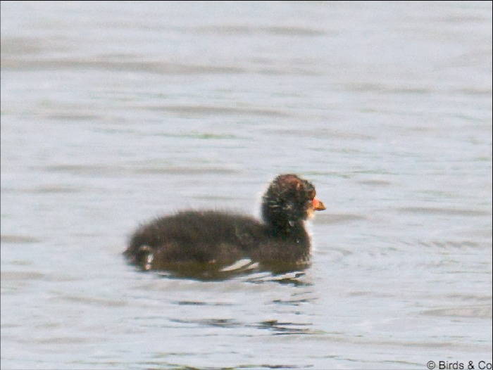 Poule d'eau à cachet blanc