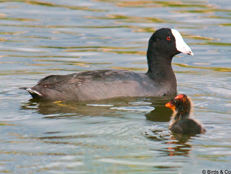 Poule d'eau à cachet blanc