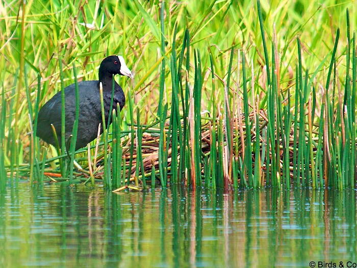 Poule d'eau à cachet blanc