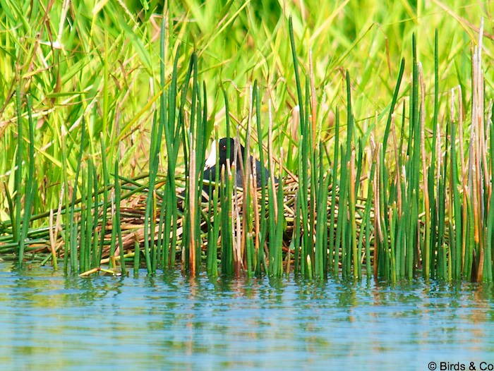 Poule d'eau à cachet blanc