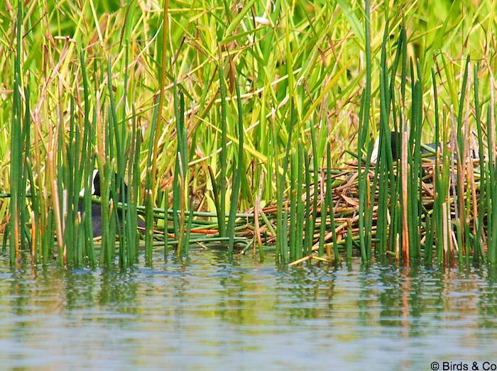 Poule d'eau à cachet blanc