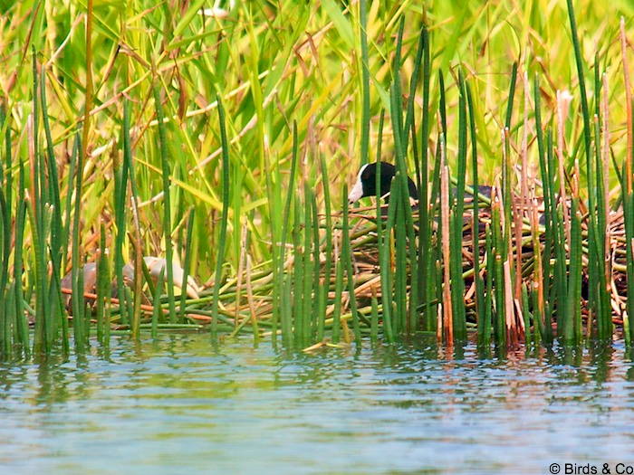 Poule d'eau à cachet blanc